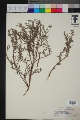 Heliotropium undulatum image
