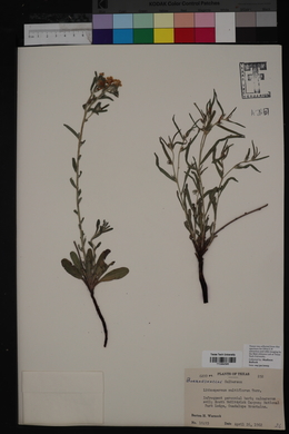 Lithospermum multiflorum image