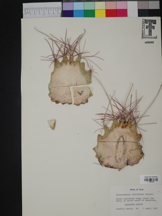 Echinocactus setispinus image