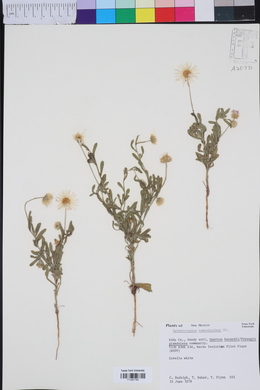 Aphanostephus ramosissimus image
