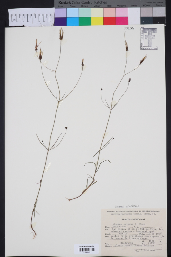 Bidens rostrata image