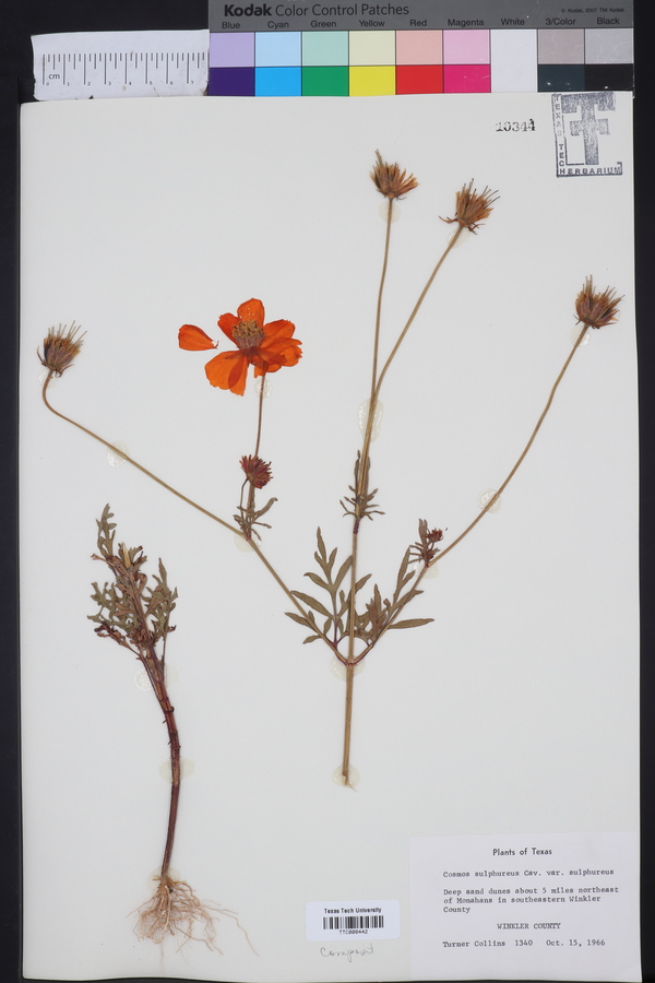 Cosmos sulphureus var. sulphureus image