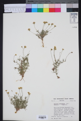 Thymophylla pentachaeta var. pentachaeta image