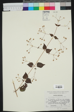 Eupatorium choricephalum image