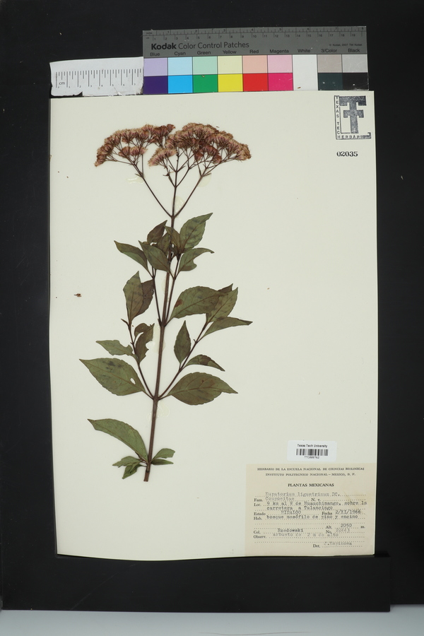 Eupatorium ligustrinum image