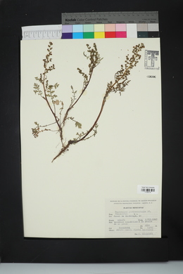 Euphrosyne partheniifolia image