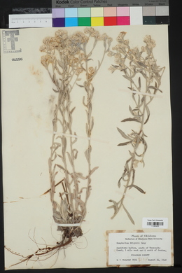Pseudognaphalium canescens subsp. canescens image