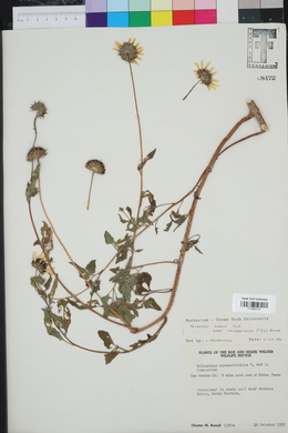 Helianthus debilis subsp. cucumerifolius image