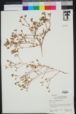 Hemizonia fasciculata image