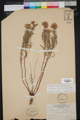 Heterotheca stenophylla image