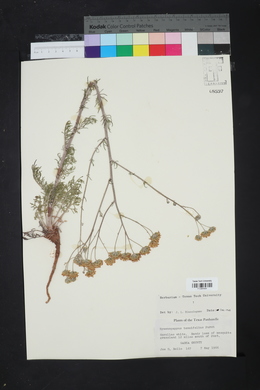 Hymenopappus tenuifolius image