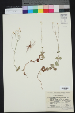 Microspermum nummulariifolium image