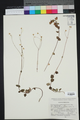 Microspermum nummulariifolium image