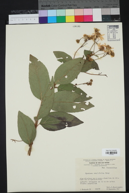 Perymeniopsis ovalifolia image