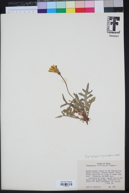 Pyrrhopappus grandiflorus image