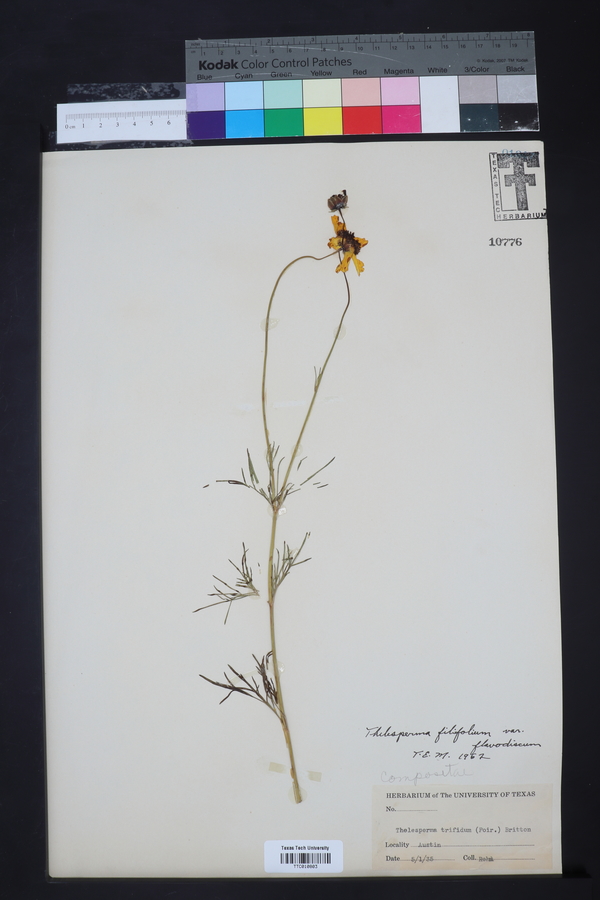 Thelesperma filifolium image