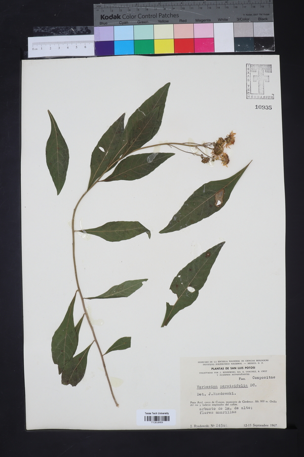 Verbesina persicifolia image