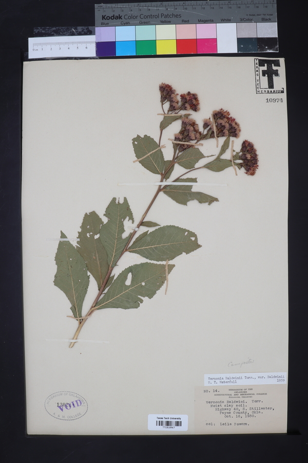 Vernonia baldwinii subsp. baldwinii image