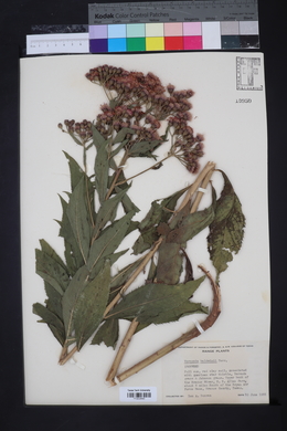 Vernonia baldwinii image