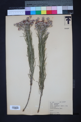 Vernonia lindheimeri image