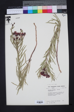 Vernonia marginata image