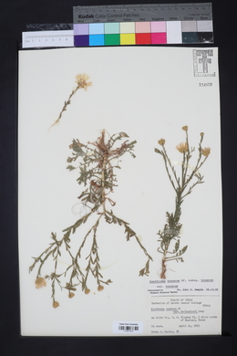 Xanthisma texanum subsp. texanum image