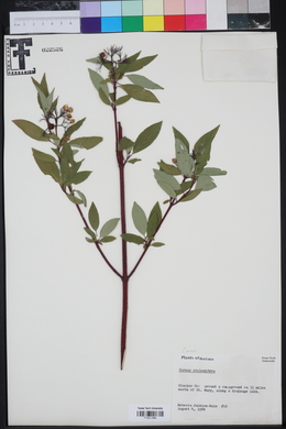 Cornus sericea subsp. sericea image