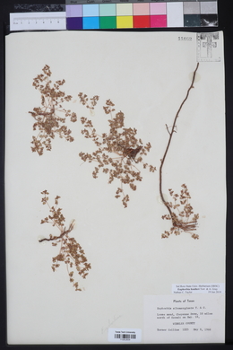 Euphorbia fendleri image