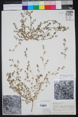 Euphorbia theriaca image