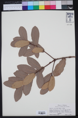 Quercus aristata image