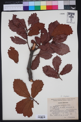 Image of Quercus centralis