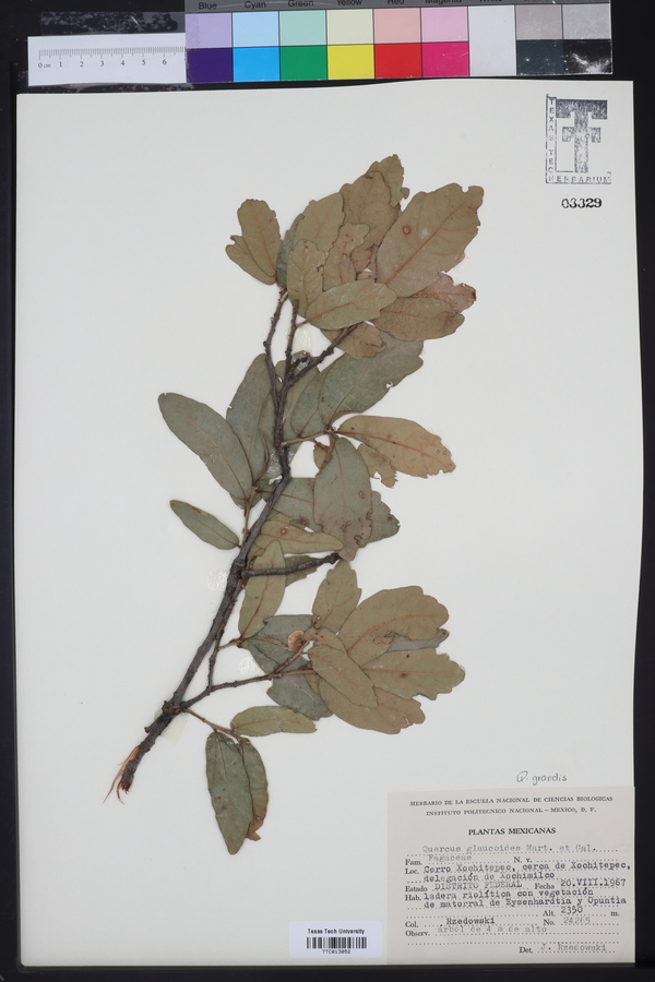 Quercus laceyi image