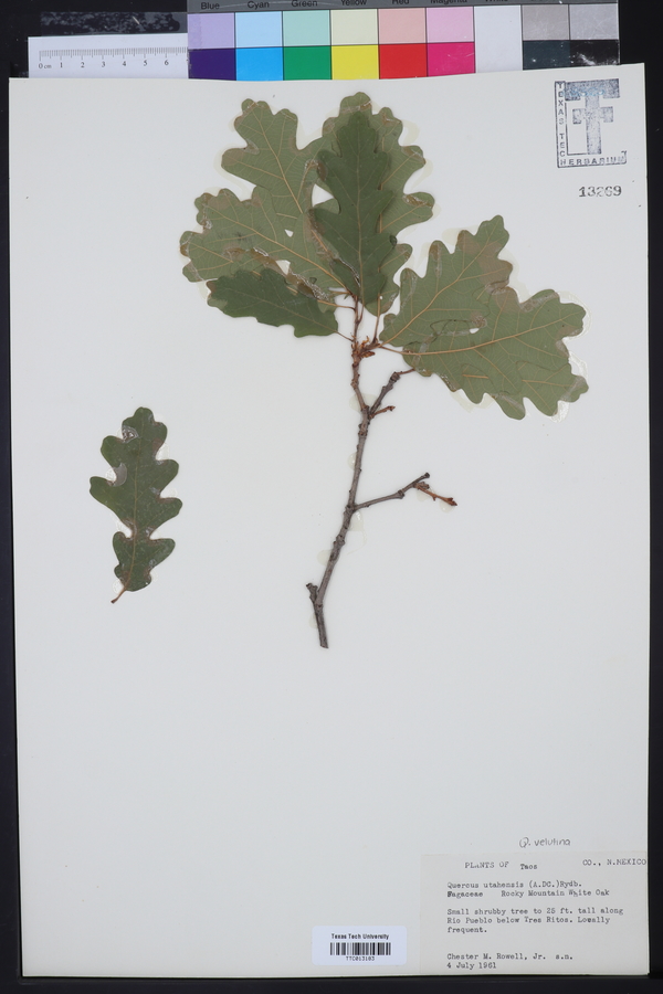 Quercus gambelii var. gambelii image