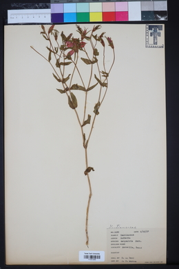 Sabatia campestris image