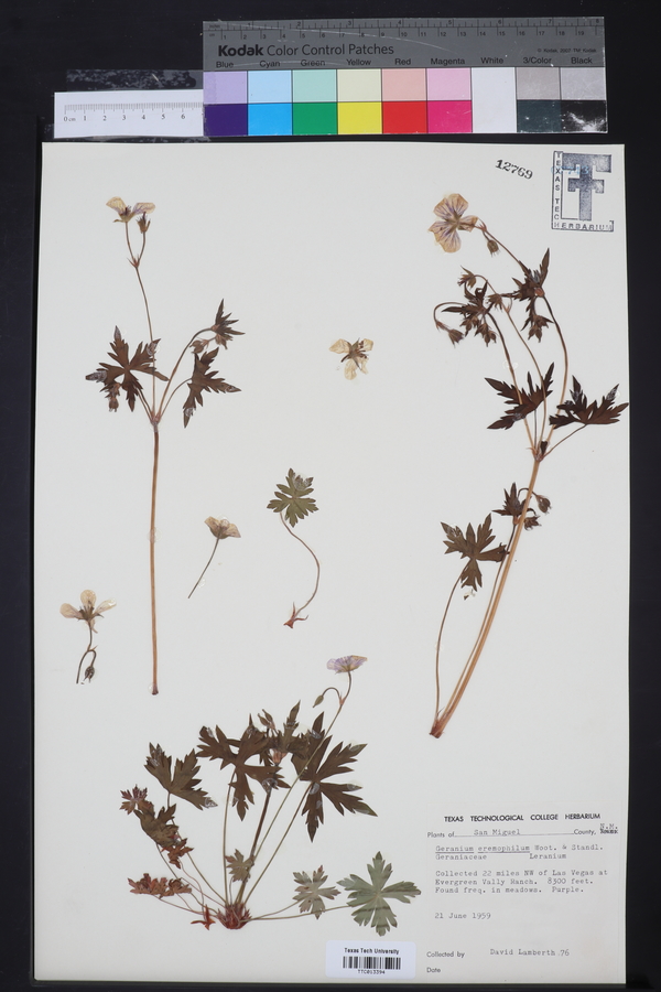 Geranium caespitosum var. eremophilum image