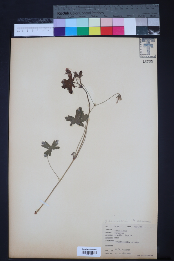 Geranium gracile image