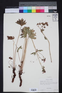 Geranium caespitosum var. parryi image