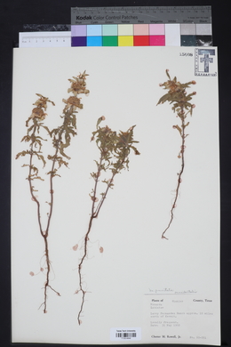 Monarda punctata subsp. occidentalis image