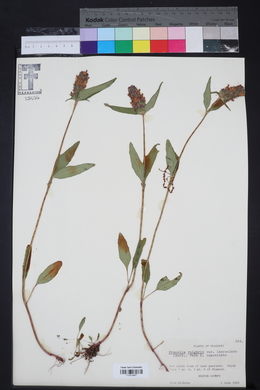 Prunella vulgaris subsp. lanceolata image