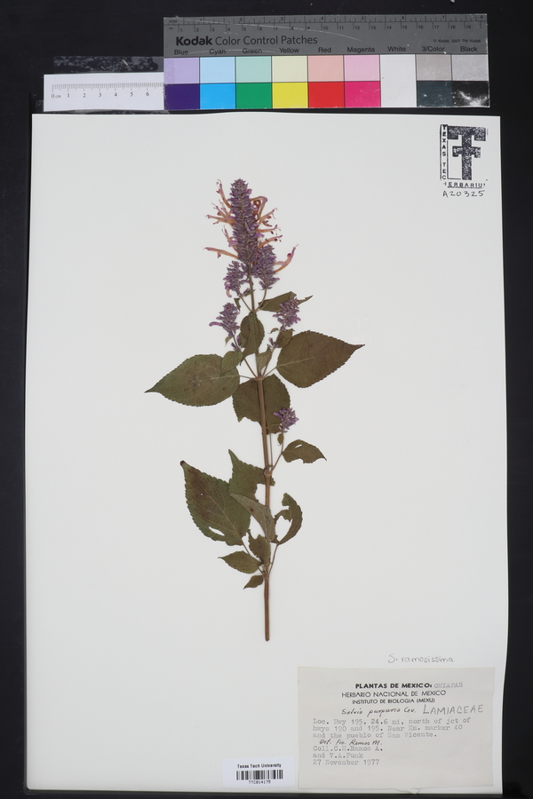 Salvia purpurea image