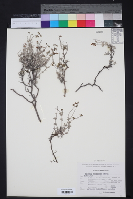 Salvia thymoides image