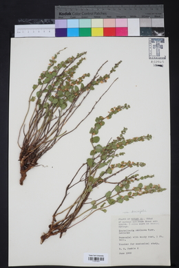Scutellaria wrightii image