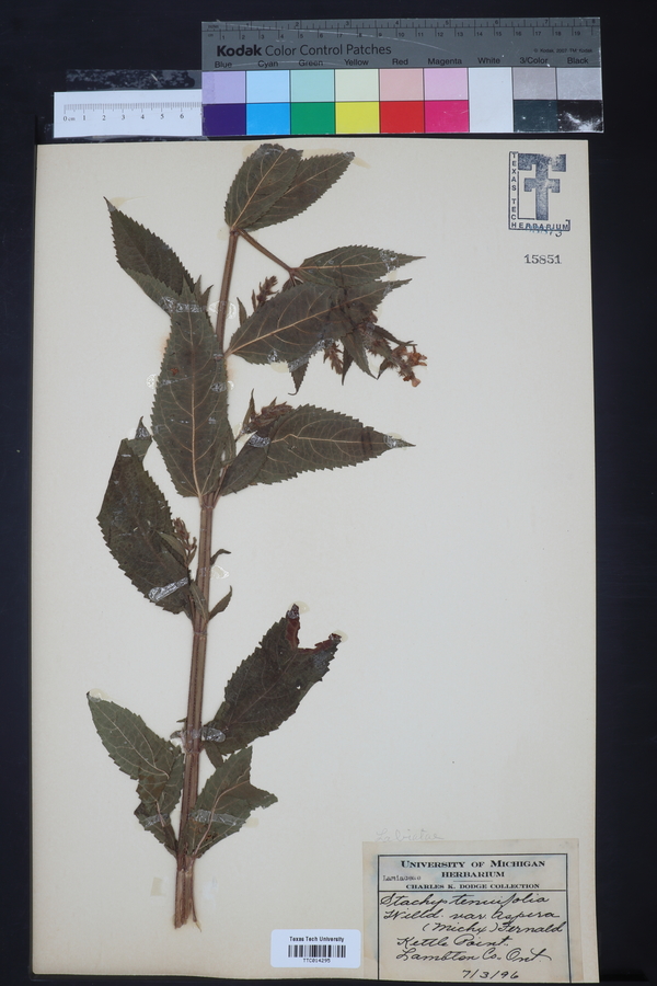 Stachys tenuifolia var. aspera image