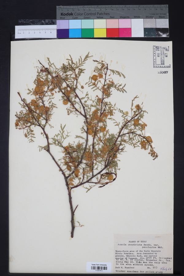 Acacia constricta var. paucispina image