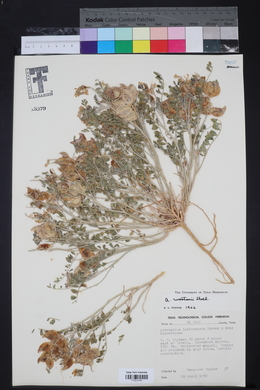 Astragalus allochrous var. playanus image