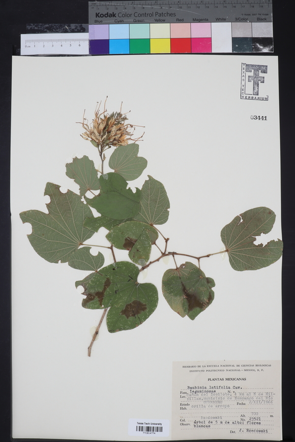 Bauhinia latifolia image