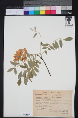 Lonchocarpus eriophyllus image