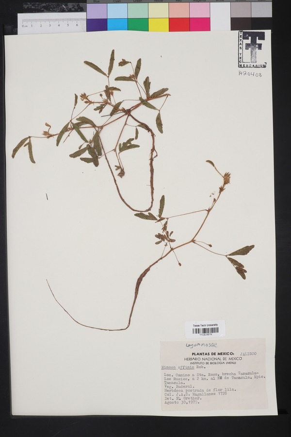 Mimosa affinis image