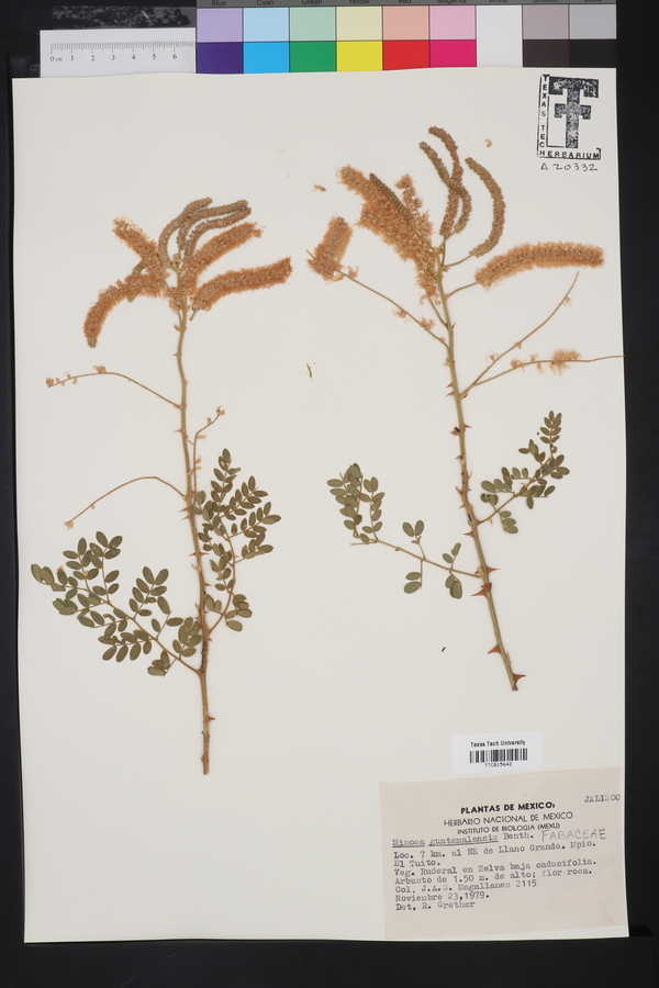Mimosa guatemalensis image