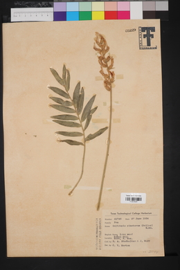 Oxytropis pinetorum image